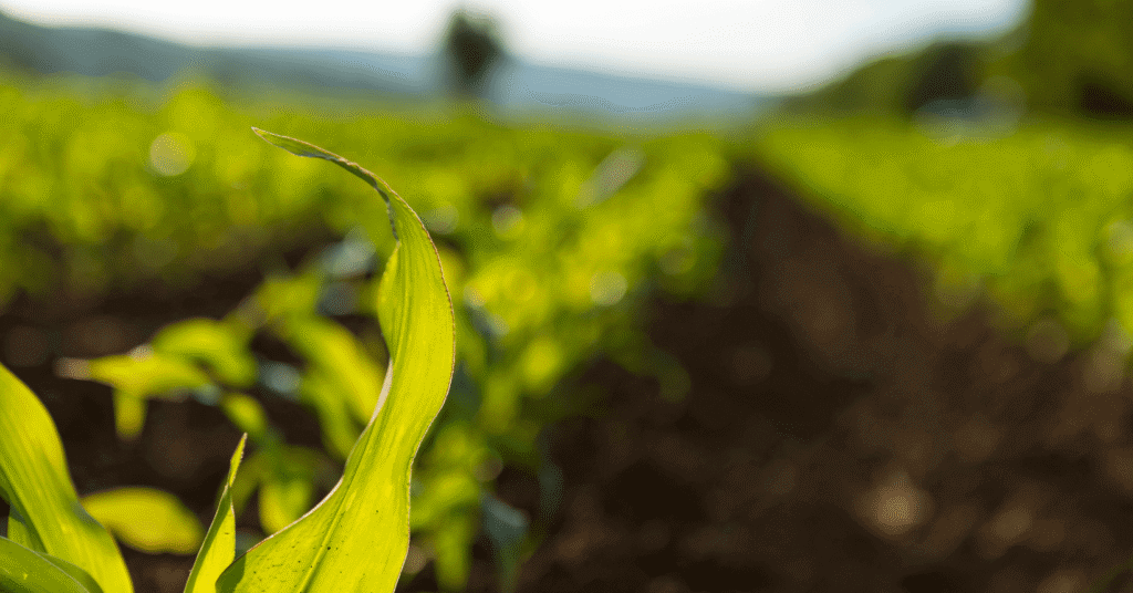 Lepicard Agriculture intranet by Numendo